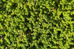 Herniaria glabra_Merce Vallicrosa CC BY-NC