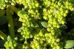 Herniaria glabra_Merce Vallicrosa CC BY-NC