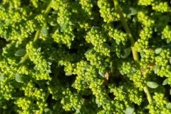 Herniaria glabra_Merce Vallicrosa CC BY-NC