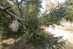 Hesperocyparis arizonica_Pere Barnola CC BY-SA