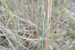 Heteropogon contortus_Josep Gesti CC BY-SA