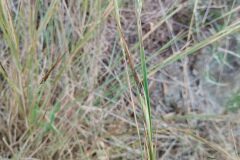Heteropogon contortus_Josep Gesti CC BY-SA