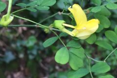 Hippocrepis emerus emerus_Joanjo Garcia CC BY-NC