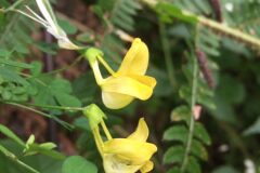 Hippocrepis emerus emerus_Joanjo Garcia CC BY-NC