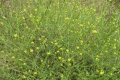 Hirschfeldia incana_Jordi Puyuelo