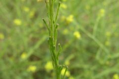 Hirschfeldia incana_Jordi Puyuelo