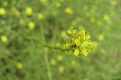 Hirschfeldia incana_Jordi Puyuelo