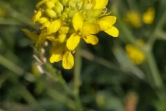 Hirschfeldia incana_Merce Vallicrosa CC BY-NC