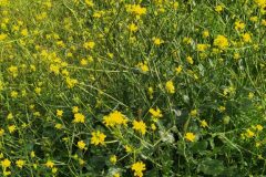 Hirschfeldia incana_Merce Vallicrosa CC BY-NC