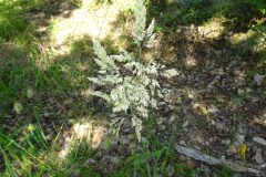 Holcus lanatus lanatus_Josep Llovera CC BY-NC