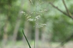 Holcus mollis_Joaquim Reberte