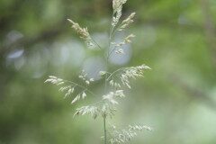 Holcus mollis_Joaquim Reberte