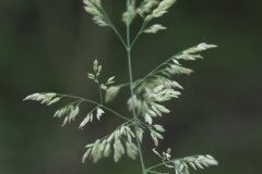 Holcus mollis_Joaquim Reberte