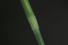 Holcus mollis_Joaquim Reberte