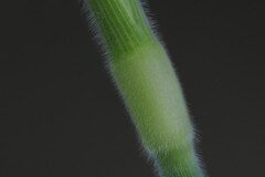 Holcus mollis_Joaquim Reberte