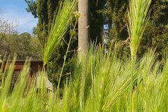 Hordeum murinum leporinum_Ferran Villen