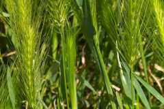 Hordeum murinum leporinum_Merce Vallicrosa CC BY-NC