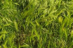 Hordeum murinum leporinum_Merce Vallicrosa CC BY-NC