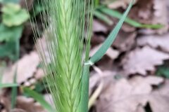 Hordeum murinum leporinum_Sonia Garcia CC BY-NC