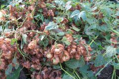 Humulus lupulus_Jordi Puyuelo