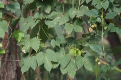 Humulus lupulus_Jordi Puyuelo