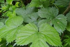 Humulus lupulus_Merce Vallicrosa CC BY-NC