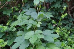 Humulus lupulus_Merce Vallicrosa CC BY-NC