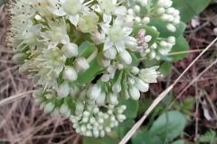 Hylotelephium maximum_Merce Vallicrosa CC BY-NC