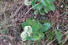 Hylotelephium maximum_Merce Vallicrosa CC BY-NC