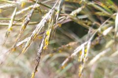 Hyparrhenia hirta_Merce Vallicrosa CC BY-NC