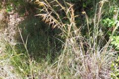 Hyparrhenia hirta_Merce Vallicrosa CC BY-NC