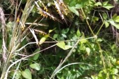 Hyparrhenia hirta_Merce Vallicrosa CC BY-NC