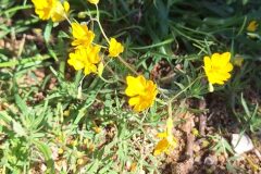 Hypecoum imberbe_Izan Lopez CC BY-NC