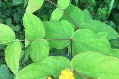 Hypericum androsaemum_Gloria Ribes CC BY-NC