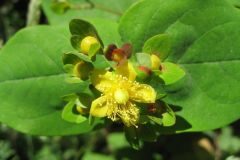 Hypericum androsaemum_Jordi Puyuelo