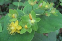 Hypericum androsaemum_Jordi Puyuelo