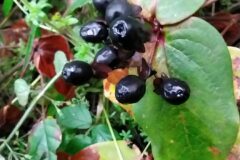 Hypericum androsaemum_Merce Vallicrosa CC BY-NC