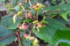 Hypericum androsaemum_Merce Vallicrosa CC BY-NC