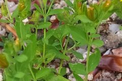 Hypericum humifusum_Merce Vallicrosa CC BY-NC