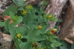 Hypericum humifusum_Merce Vallicrosa CC BY-NC