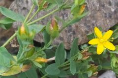 Hypericum humifusum_Merce Vallicrosa CC BY-NC