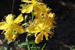 Hypericum perforatum_Alexandra Perendones