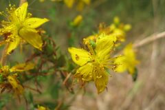 Hypericum perforatum_Jordi Puyuelo