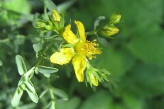 Hypericum perforatum_Jordi Puyuelo