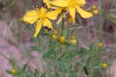 Hypericum perforatum_Merce Vallicrosa CC BY-NC