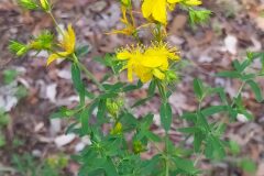 Hypericum perforatum_Merce Vallicrosa CC BY-NC