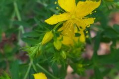 Hypericum perforatum_Merce Vallicrosa CC BY-NC