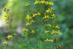 Hypericum pulchrum_Joaquim Reberte 
