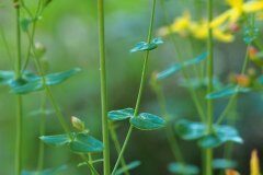 Hypericum pulchrum_Joaquim Reberte 