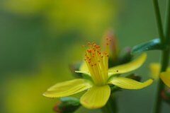 Hypericum pulchrum_Joaquim Reberte 